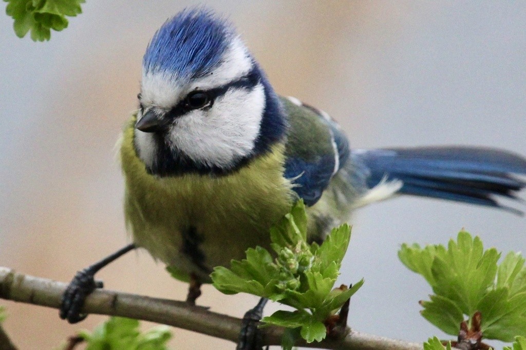 Eurasian Blue Tit - ML611964365