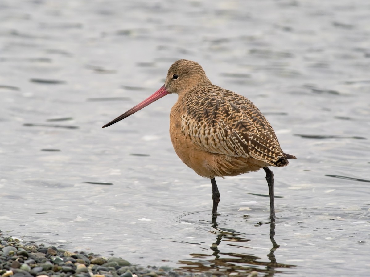 Marbled Godwit - ML611964406