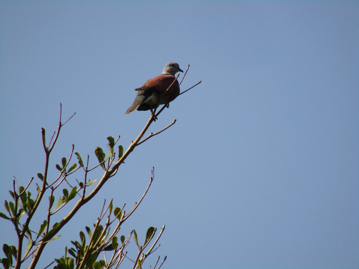 Red Collared-Dove - ML611964411