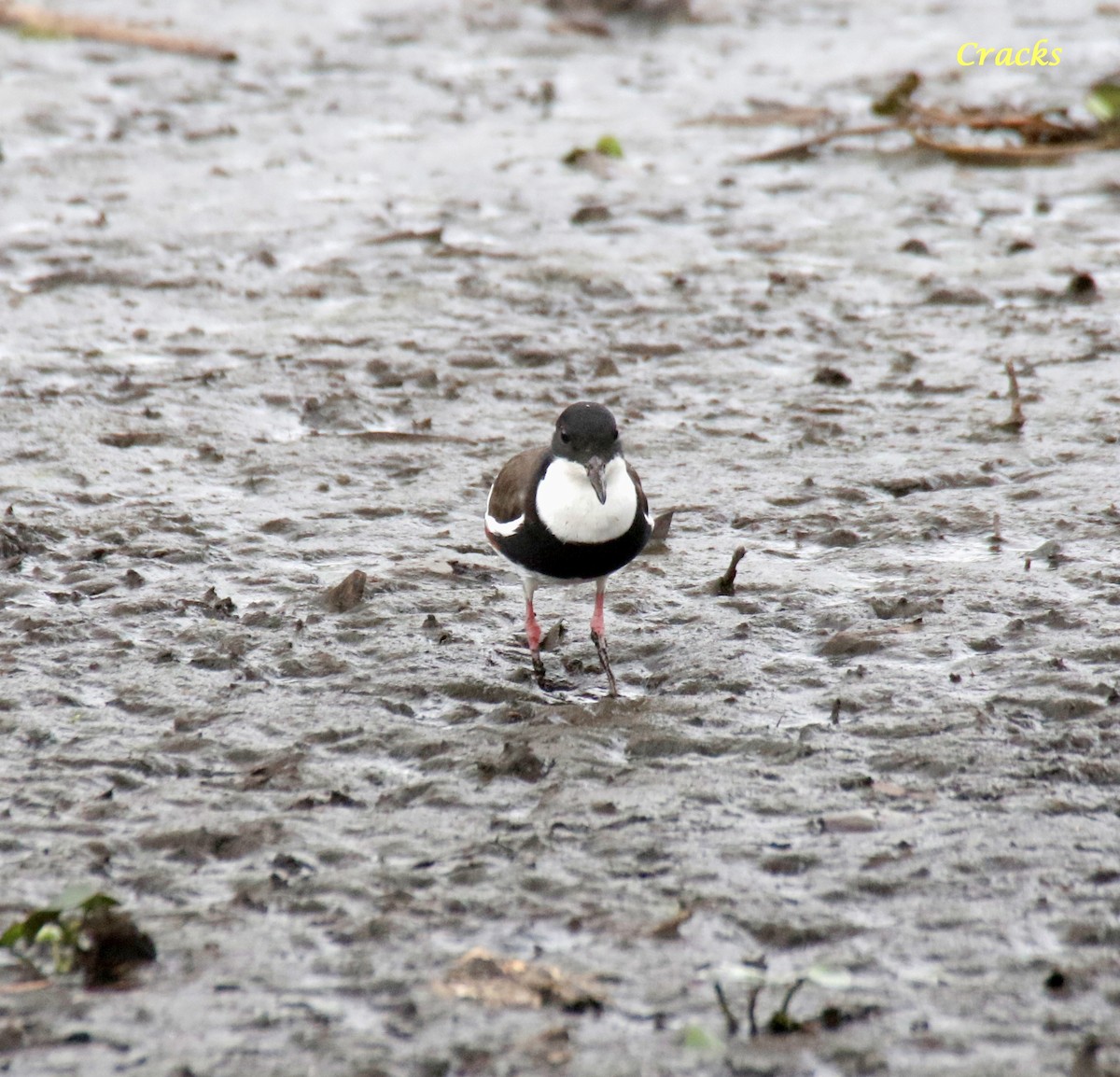 Red-kneed Dotterel - ML611964457