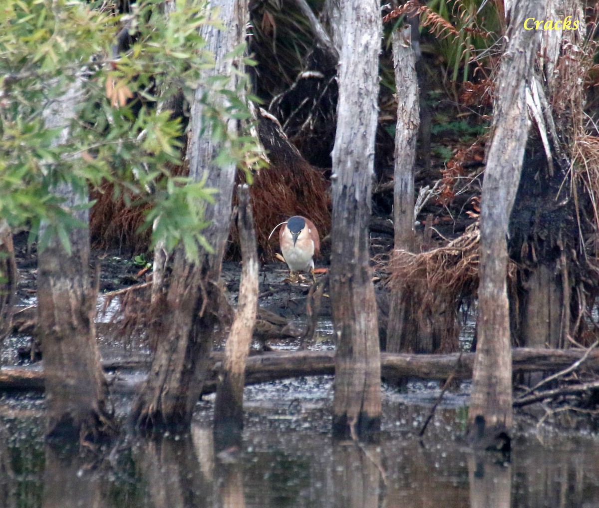 Nankeen Night Heron - ML611964469