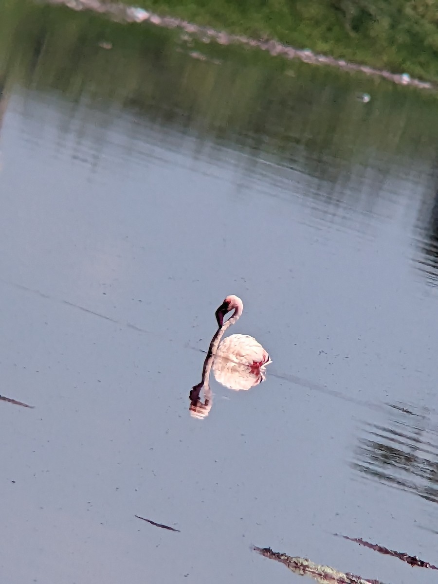 Lesser Flamingo - ML611964503