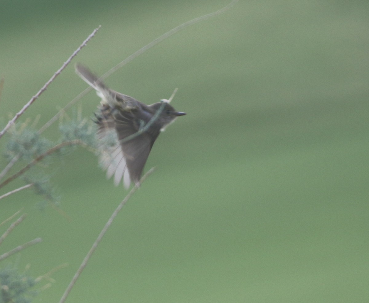 Willow Flycatcher - ML611964563