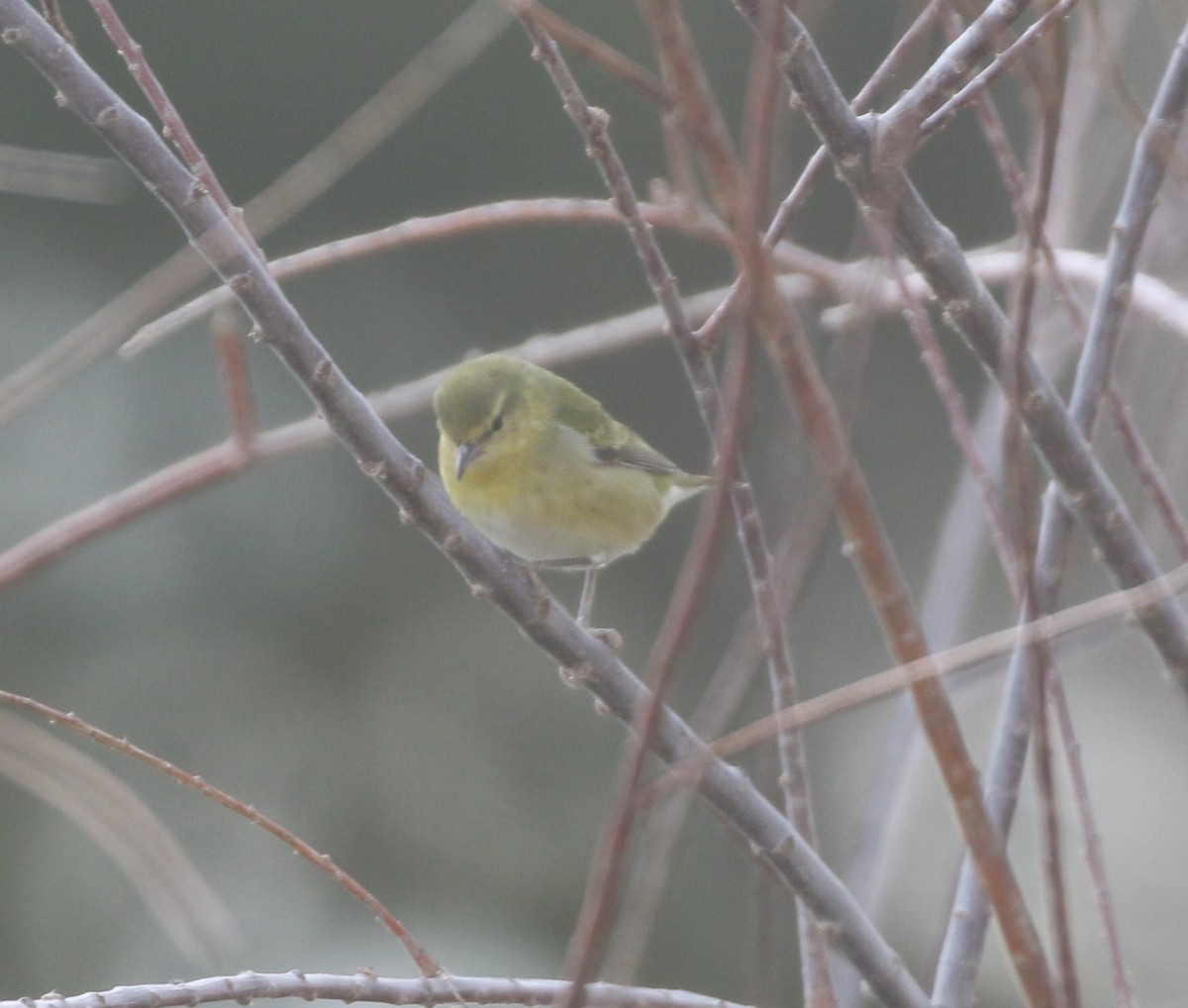 Tennessee Warbler - ML611964598