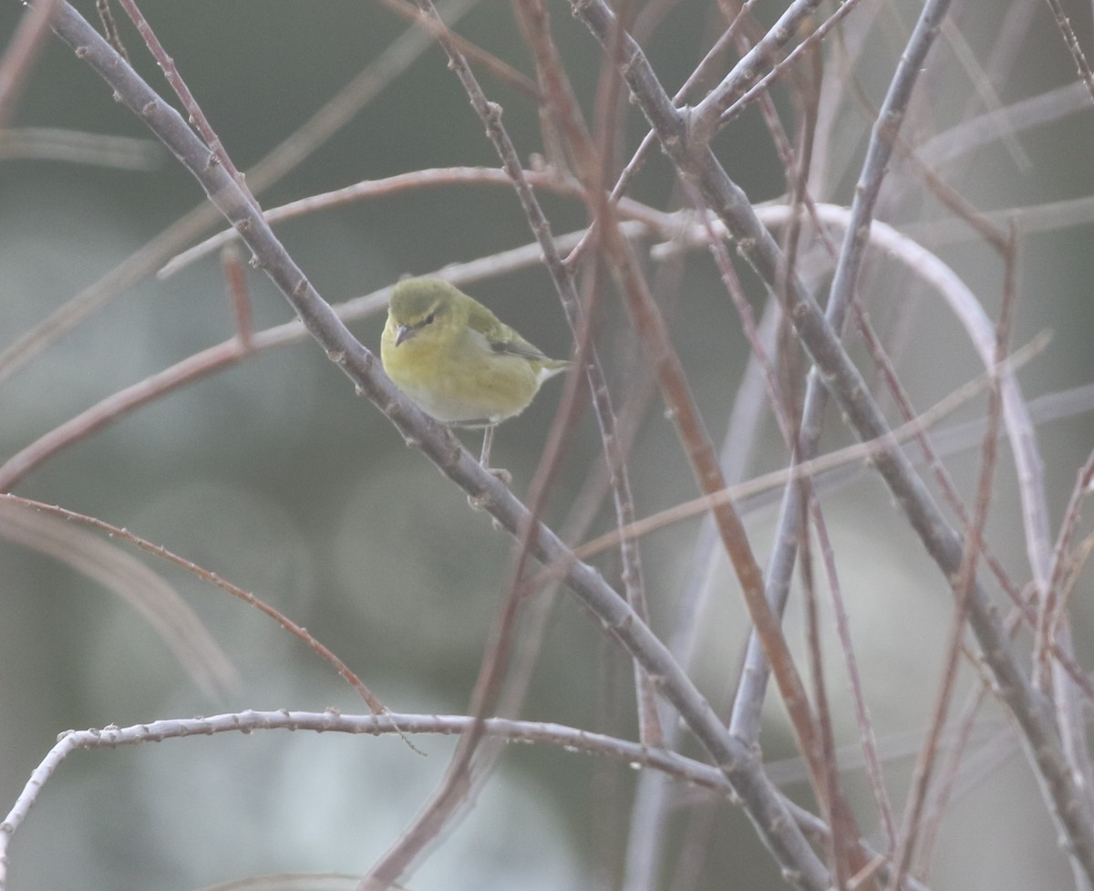 Tennessee Warbler - ML611964600