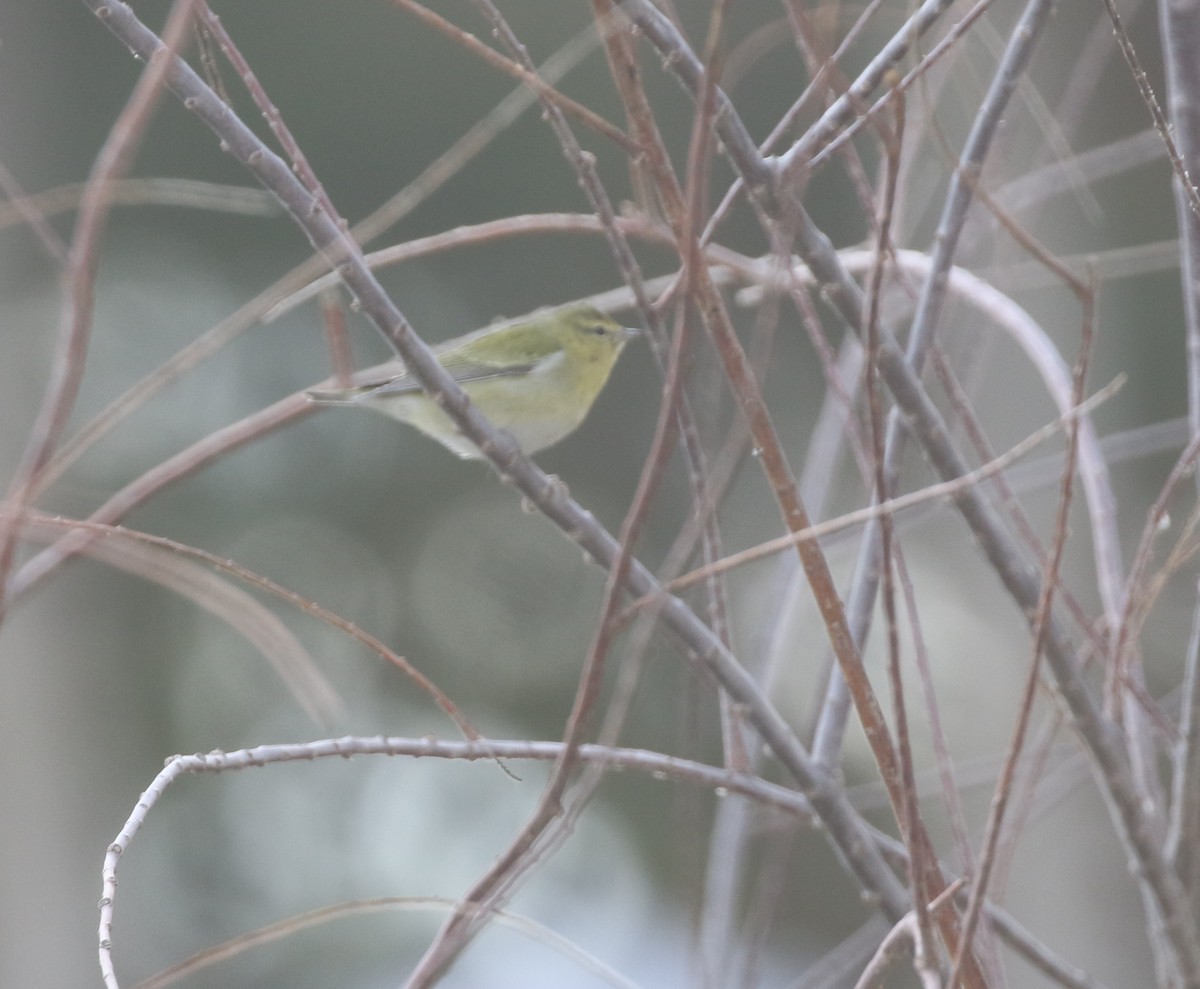 Tennessee Warbler - ML611964601