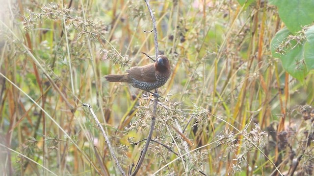 Scaly-breasted Munia - ML611964624