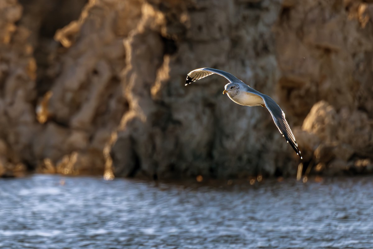 California Gull - ML611964625