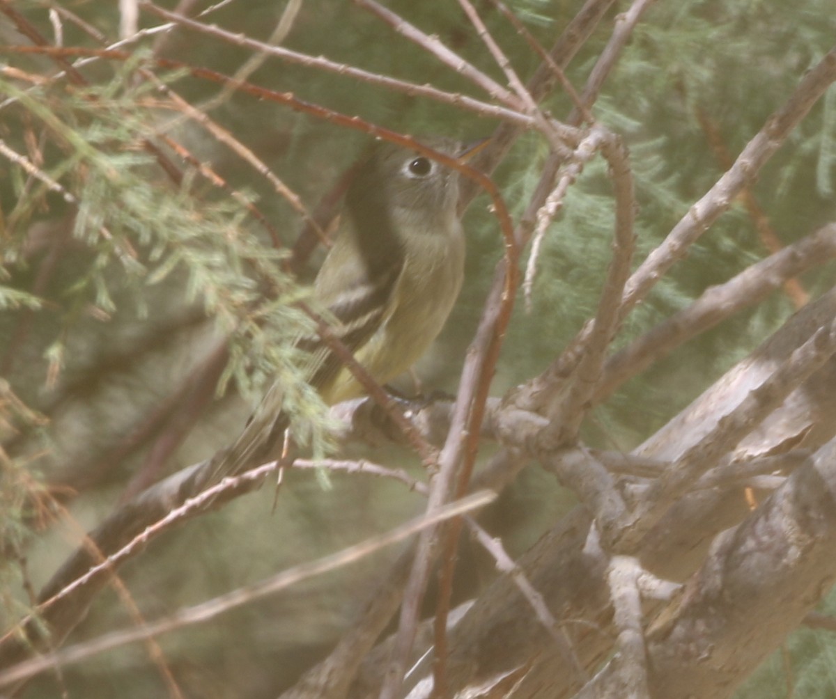 Hammond's Flycatcher - ML611964633