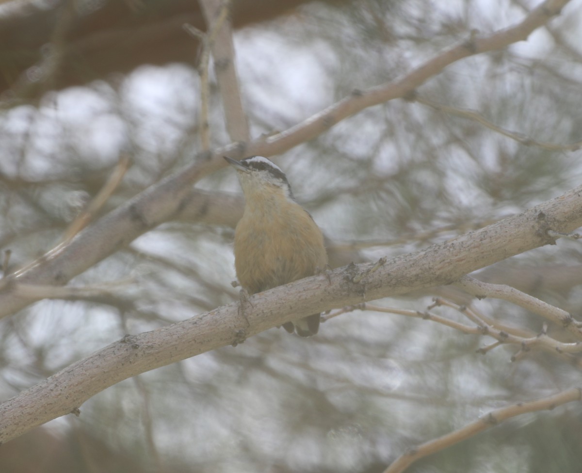 Red-breasted Nuthatch - ML611964637