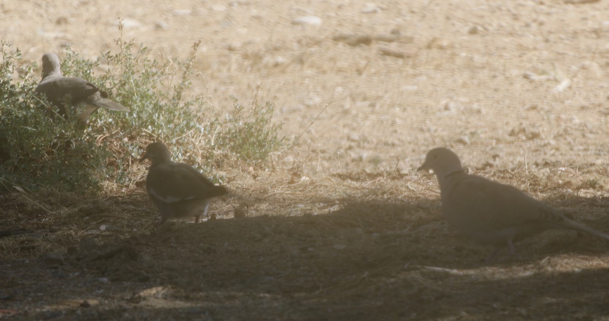 White-winged Dove - ML611964643