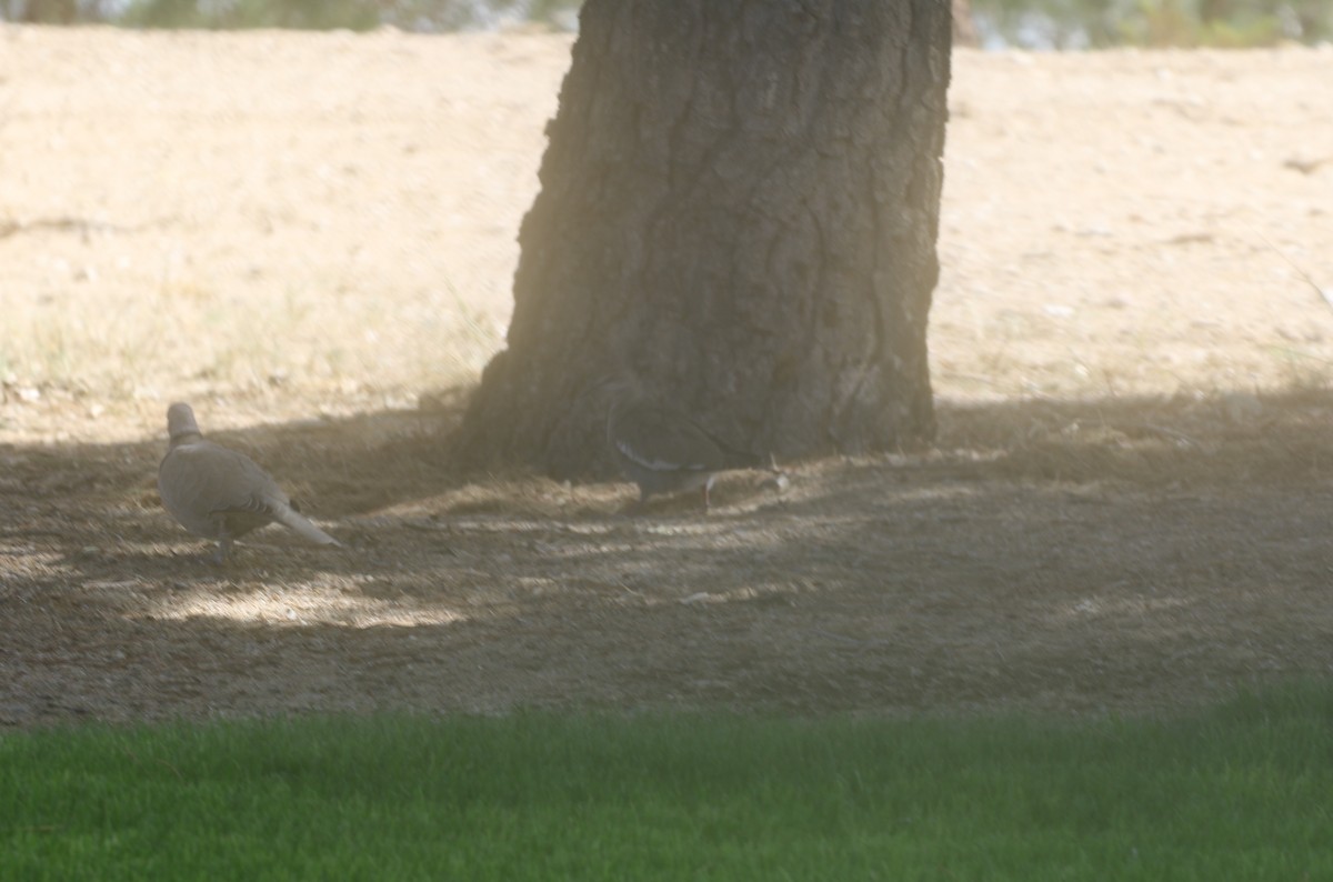 White-winged Dove - ML611964644