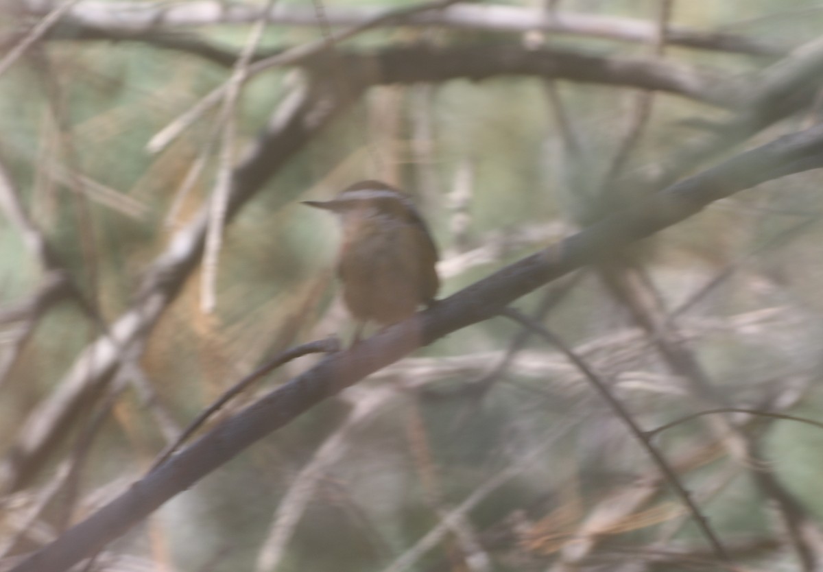 Red-breasted Nuthatch - logan kahle