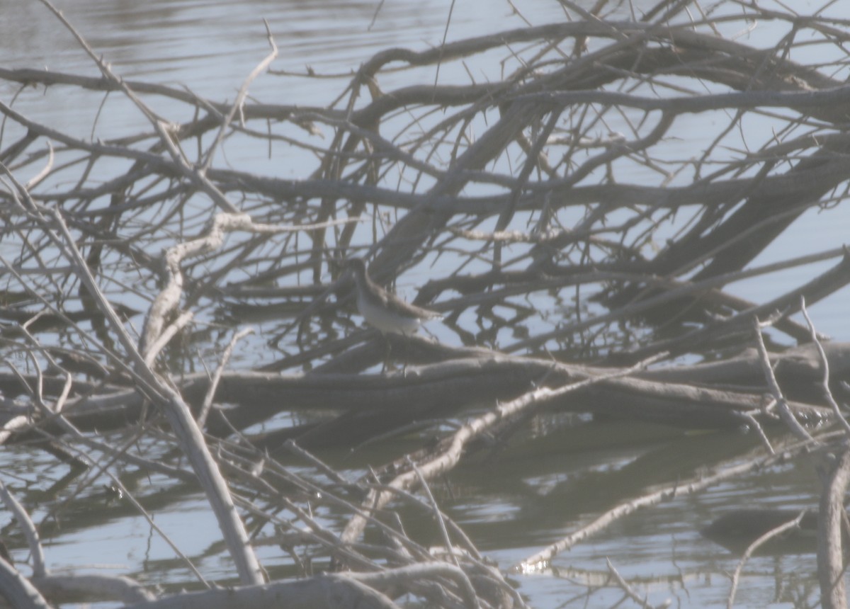 Solitary Sandpiper - logan kahle