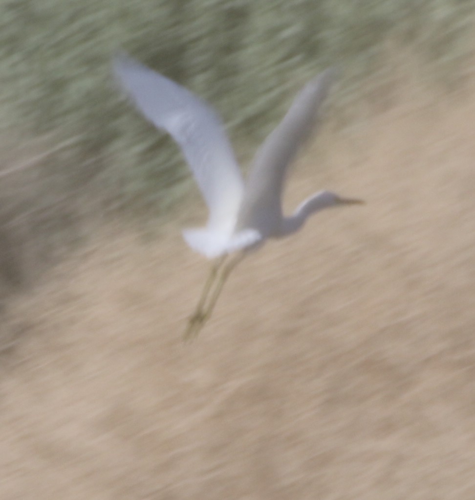 Snowy Egret - logan kahle