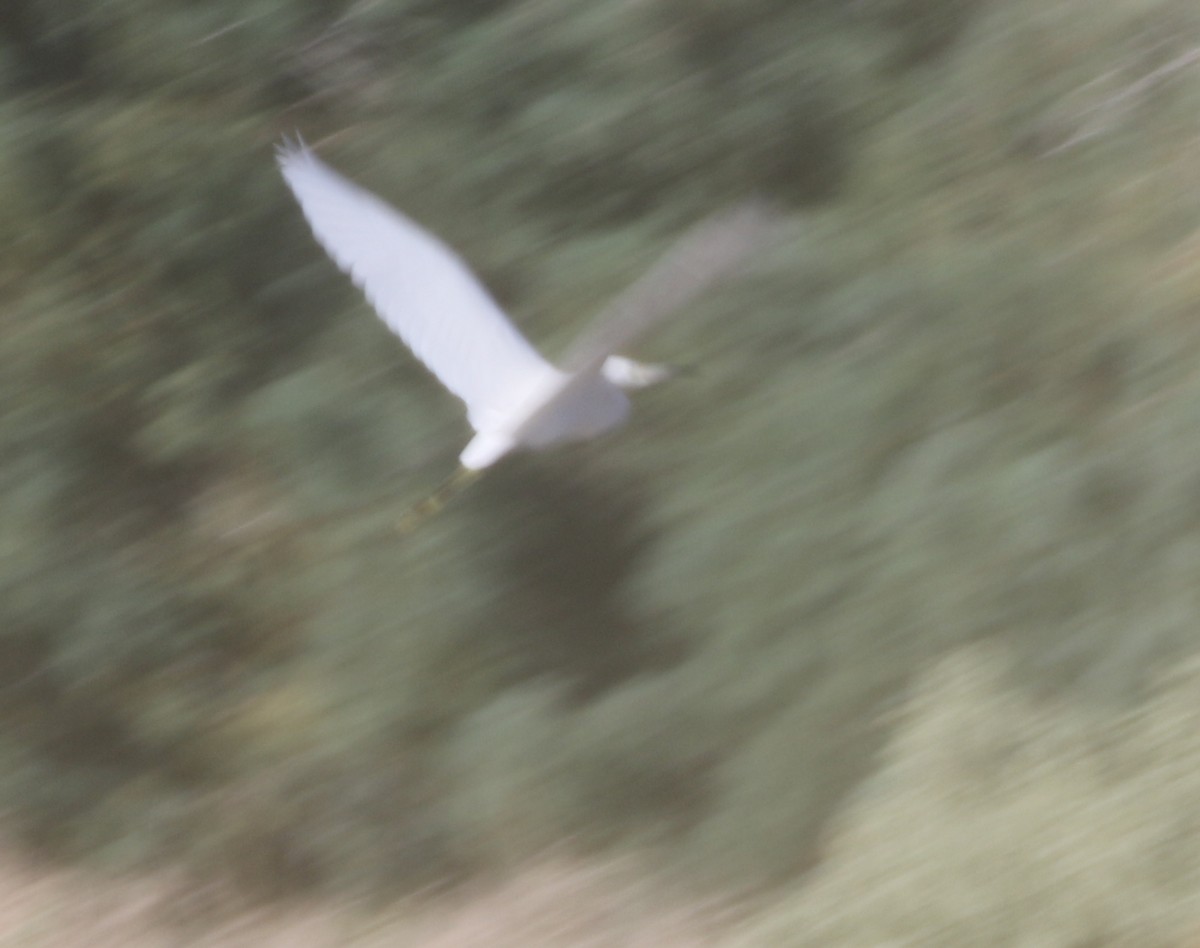 Snowy Egret - logan kahle