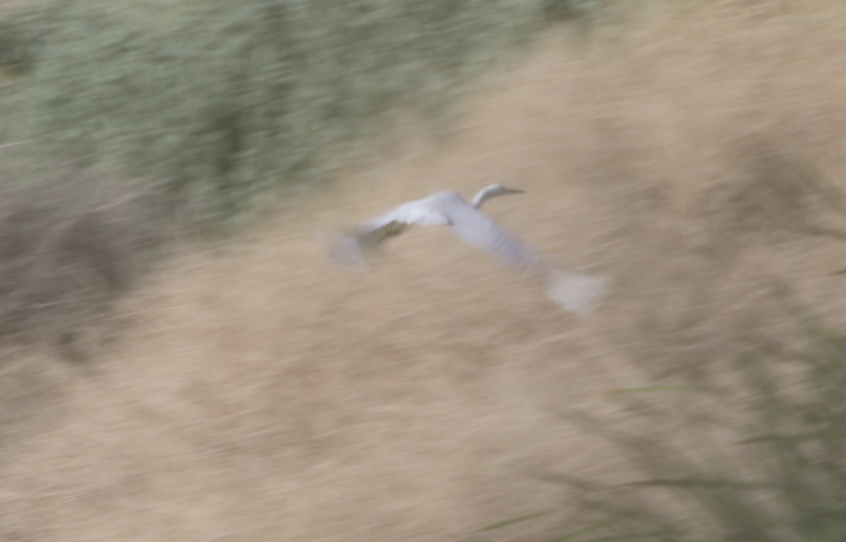 Snowy Egret - logan kahle