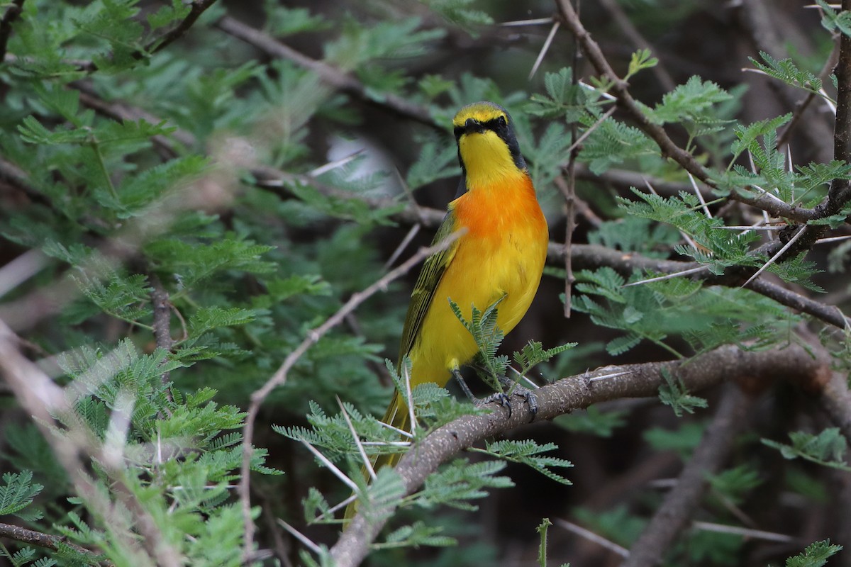 Sulphur-breasted Bushshrike - ML611964702