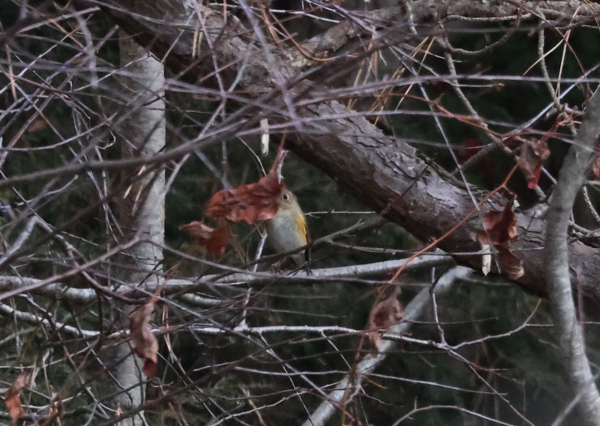 Red-flanked Bluetail - ML611964825