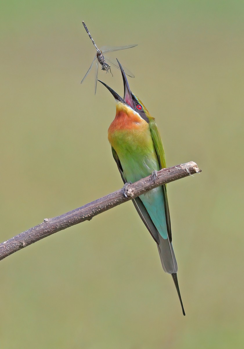 Blue-tailed Bee-eater - ML611964945
