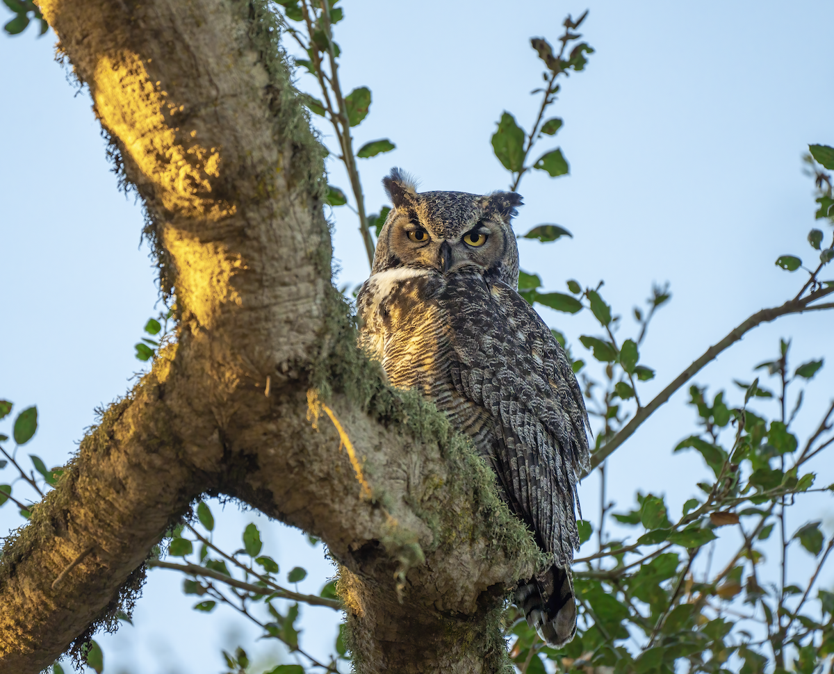 Виргинский филин - ML611965038