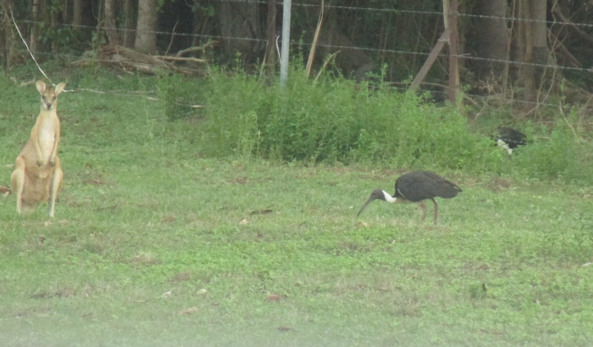 Straw-necked Ibis - ML611965081