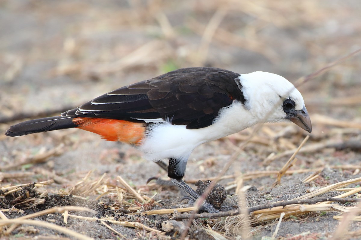 White-headed Buffalo-Weaver - ML611965144