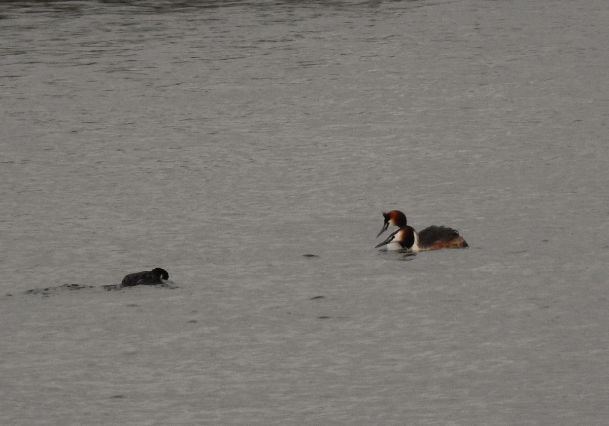 Great Crested Grebe - ML611965227