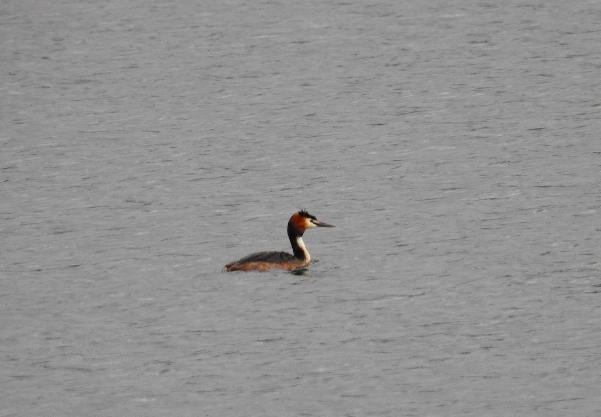 Great Crested Grebe - ML611965228