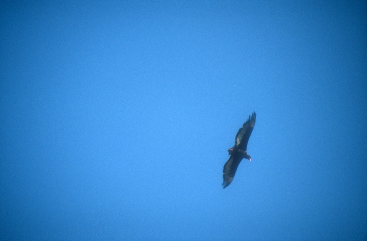 Bateleur - Guy RUFRAY