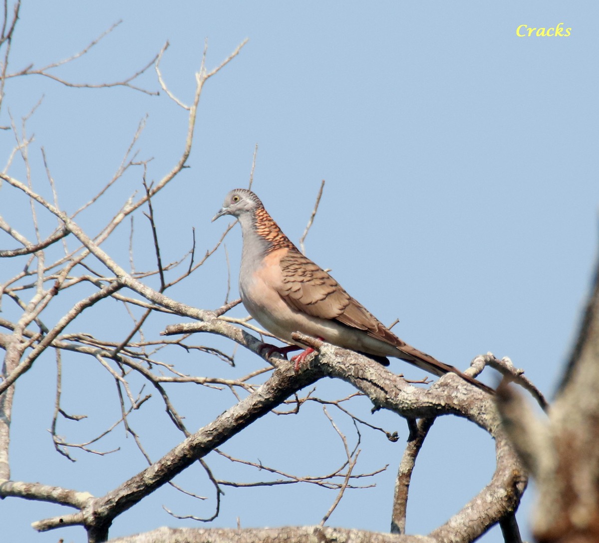 Bar-shouldered Dove - ML611965318