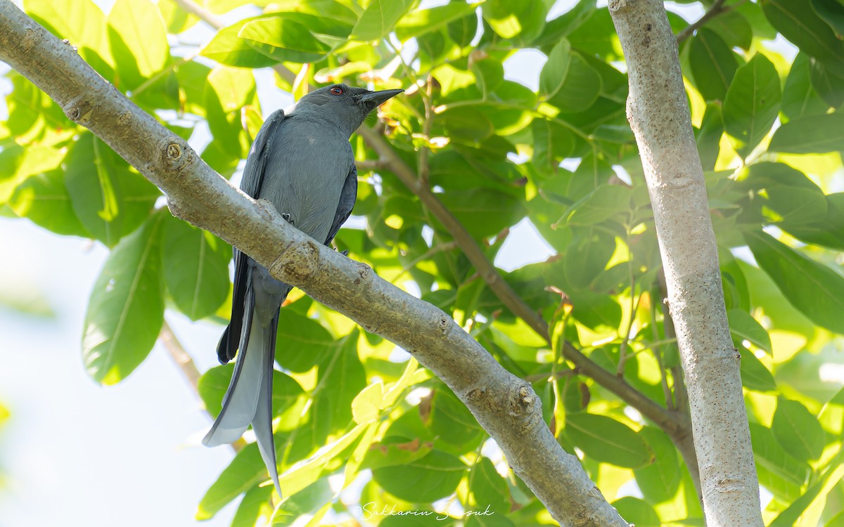 Ashy Drongo (Blackish/Sooty) - Sakkarin Sansuk