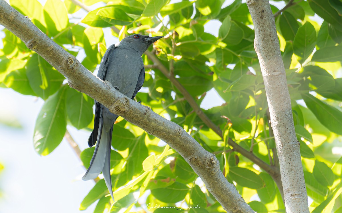 Ashy Drongo (Blackish/Sooty) - ML611965325