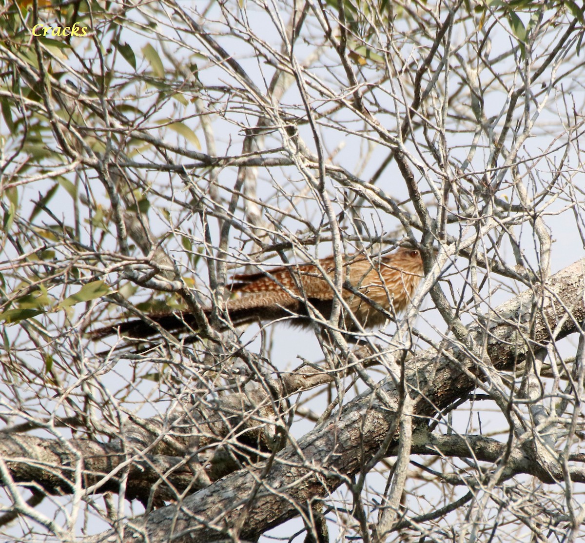 Coucal faisan - ML611965326