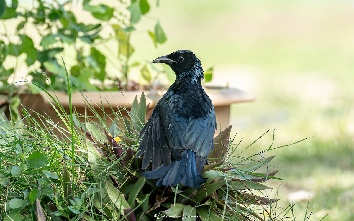 Hair-crested Drongo (Hair-crested) - ML611965331