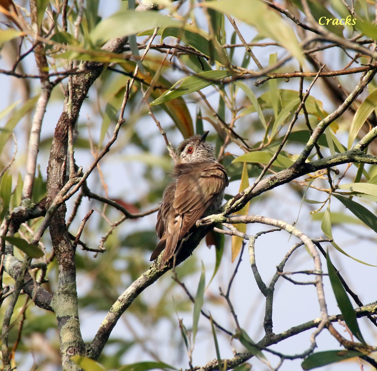 Little Bronze-Cuckoo - ML611965338