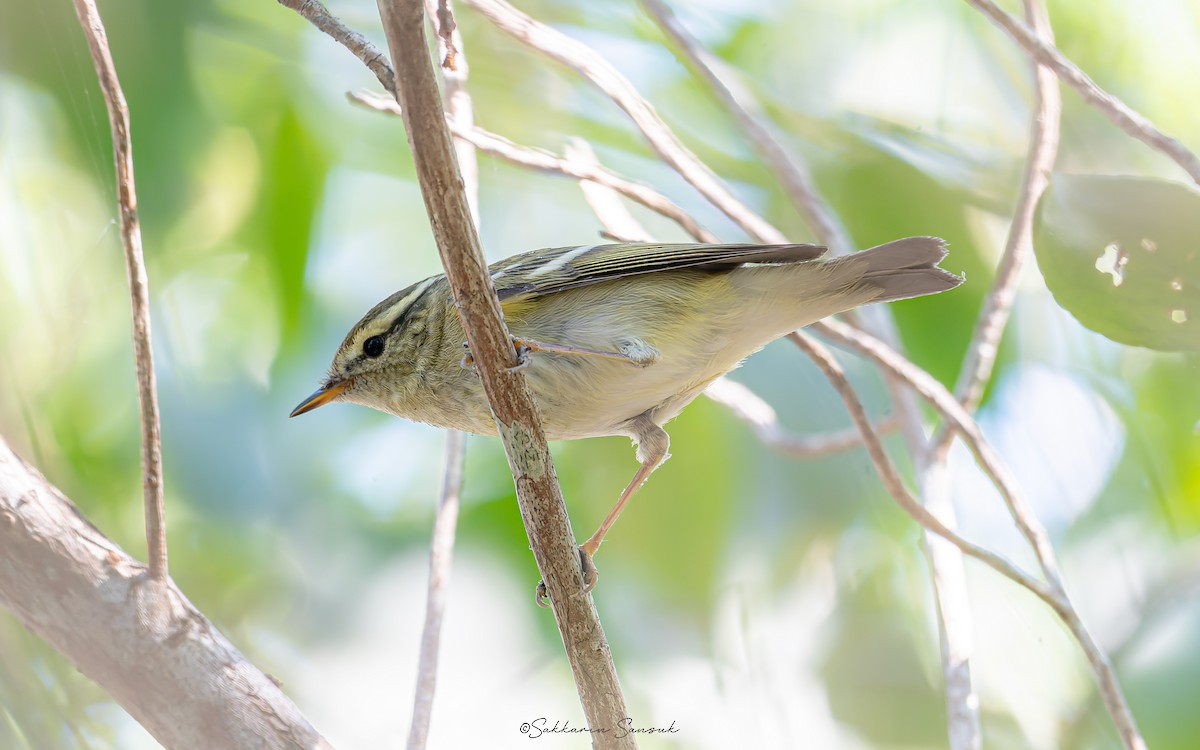 Yellow-browed Warbler - Sakkarin Sansuk