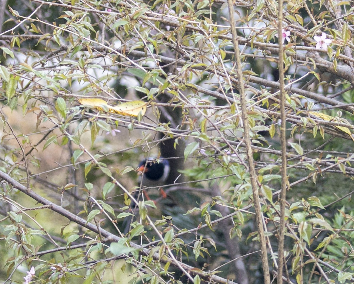 Red-billed Blue-Magpie - lokanath M