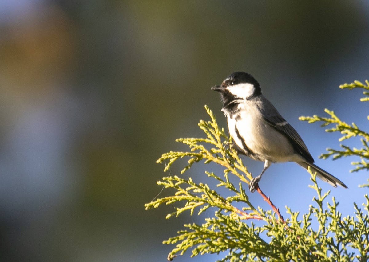 Coal Tit - ML611965395