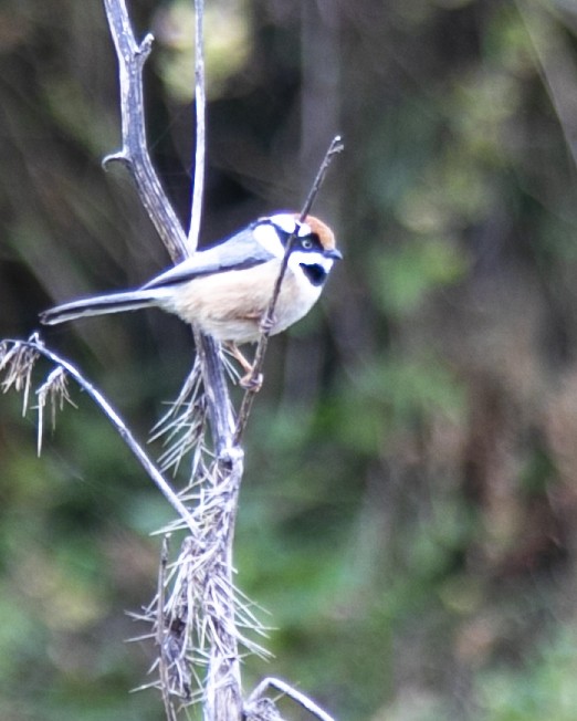 Black-throated Tit - ML611965422