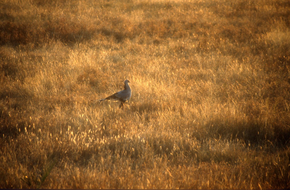 Secretarybird - ML611965456