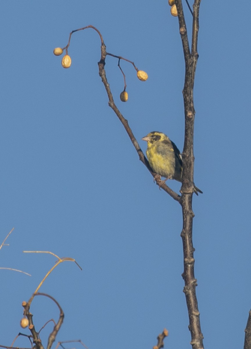 Yellow-breasted Greenfinch - ML611965497