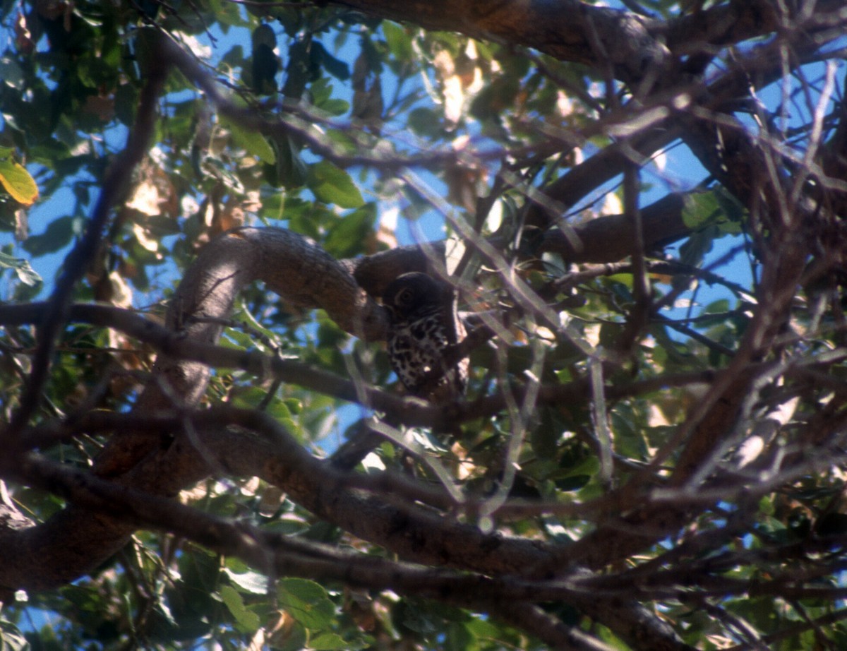 African Barred Owlet - ML611965540