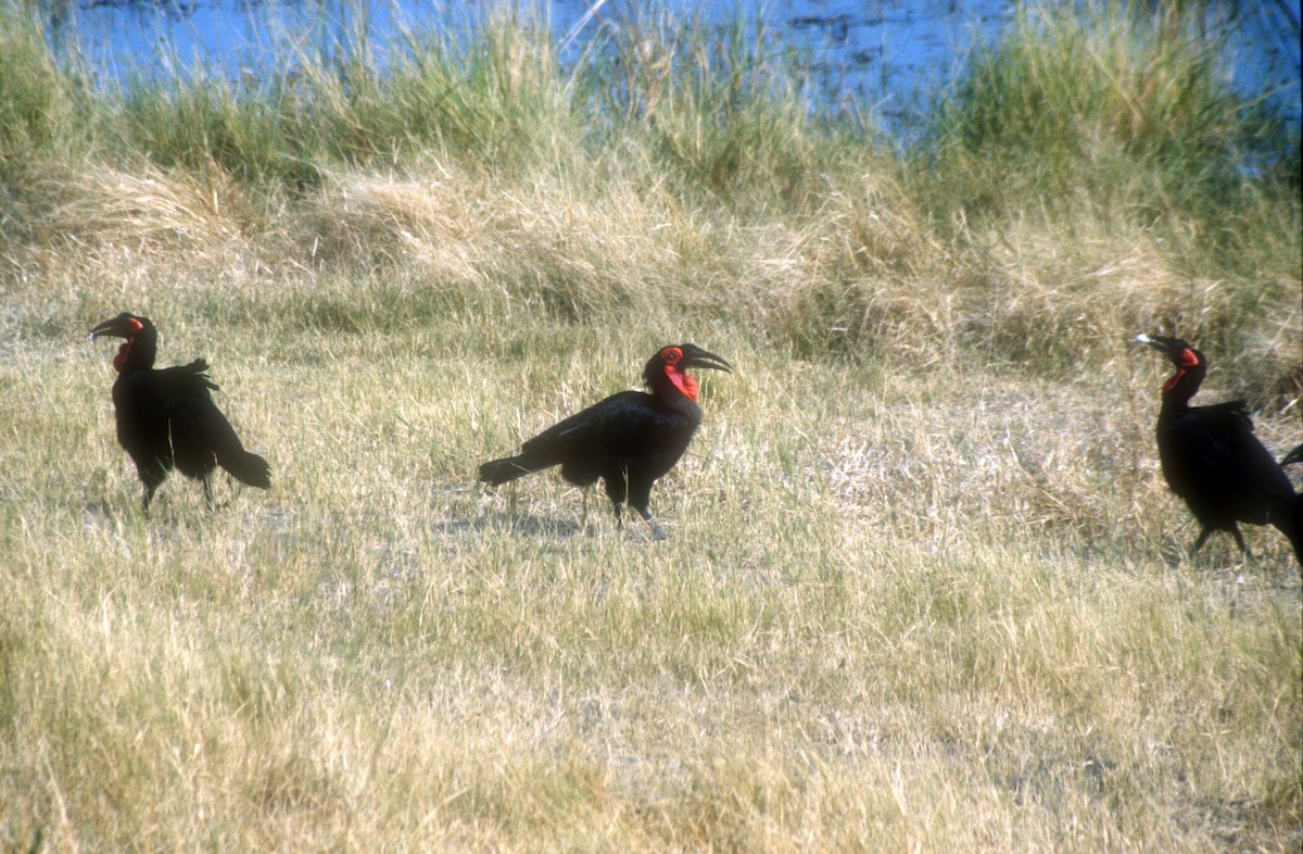 Southern Ground-Hornbill - ML611965553