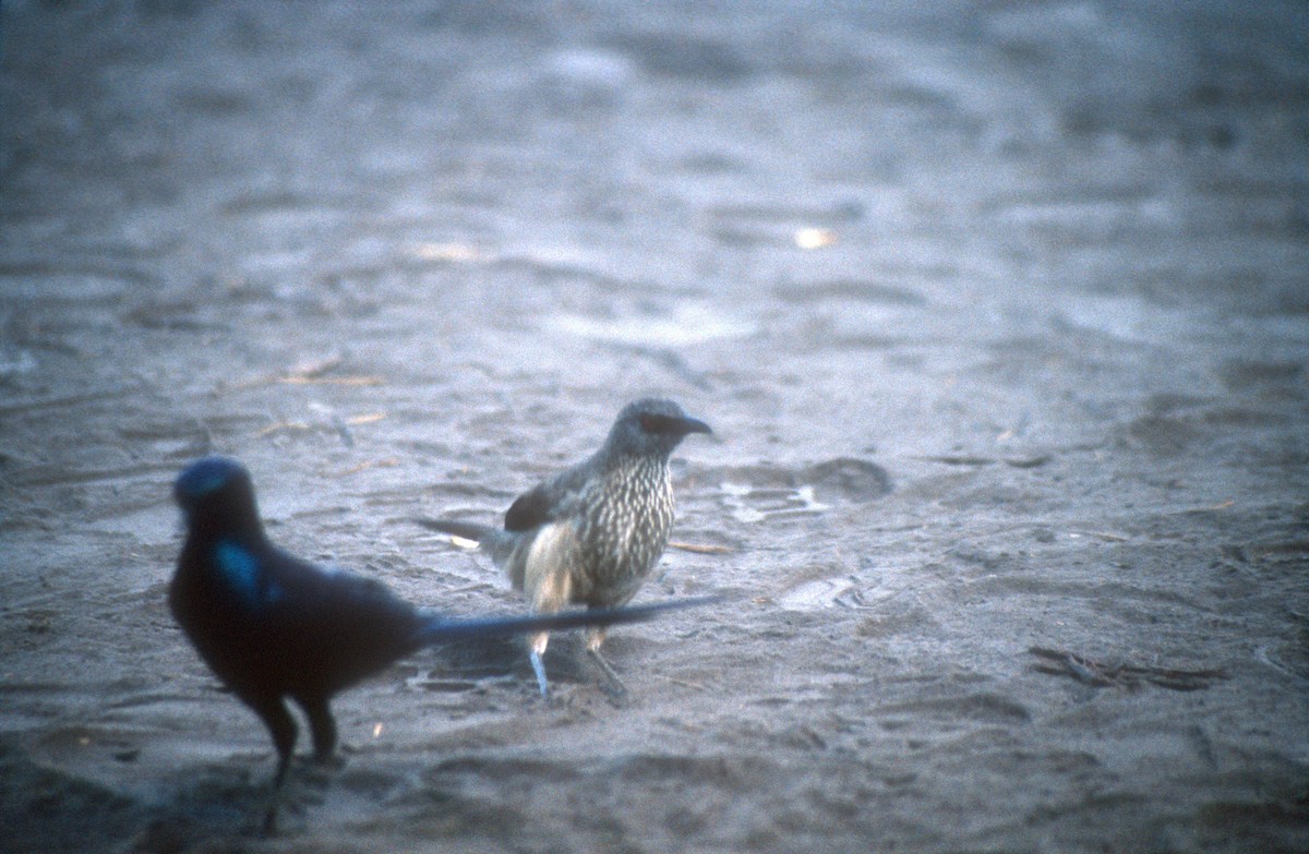 Arrow-marked Babbler - ML611965574