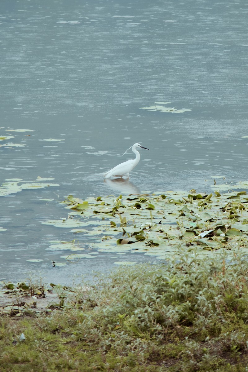 Little Egret - ML611965604