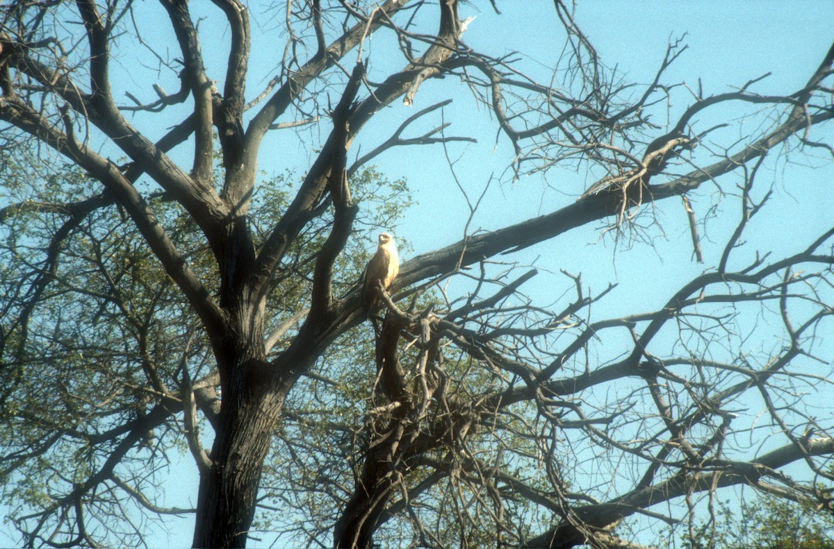 Tawny Eagle - ML611965624