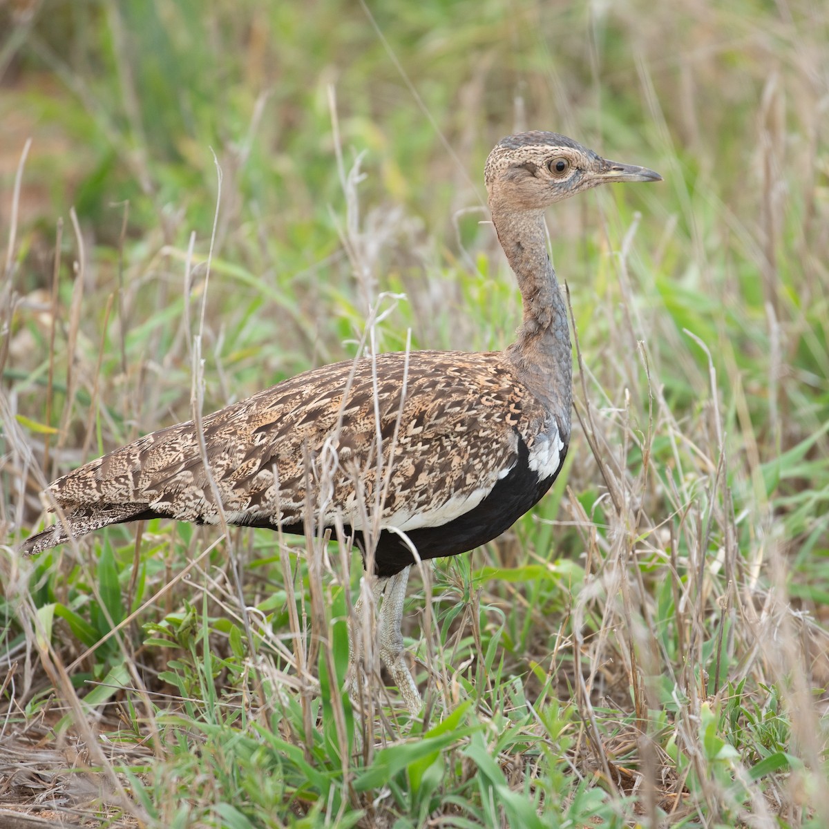 Red-crested Bustard - ML611965630