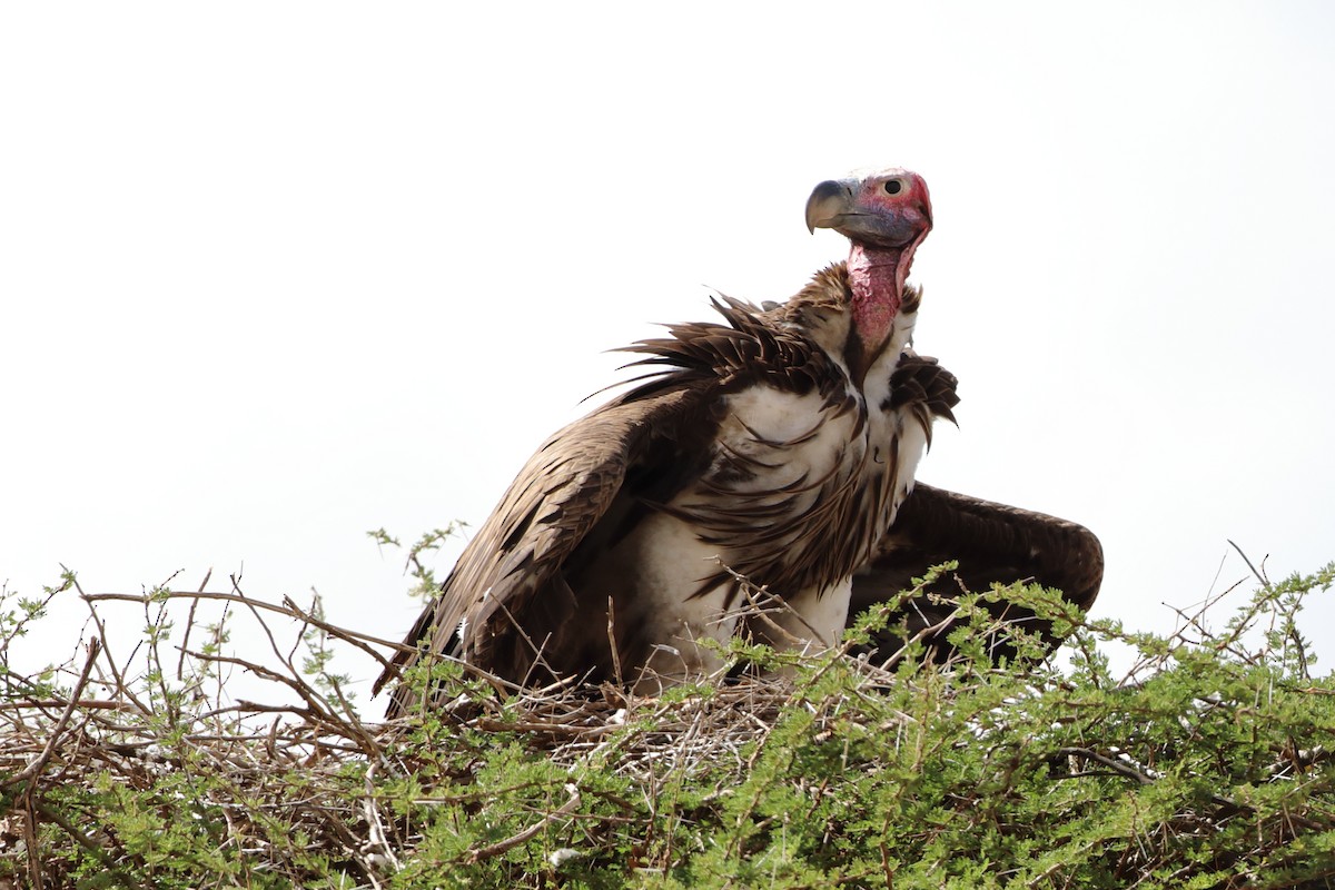 Lappet-faced Vulture - ML611965692
