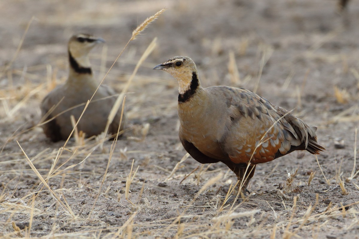 Yellow-throated Sandgrouse - ML611965738